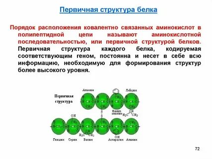 Ген кодирует информацию о структуре молекулы аминокислоты