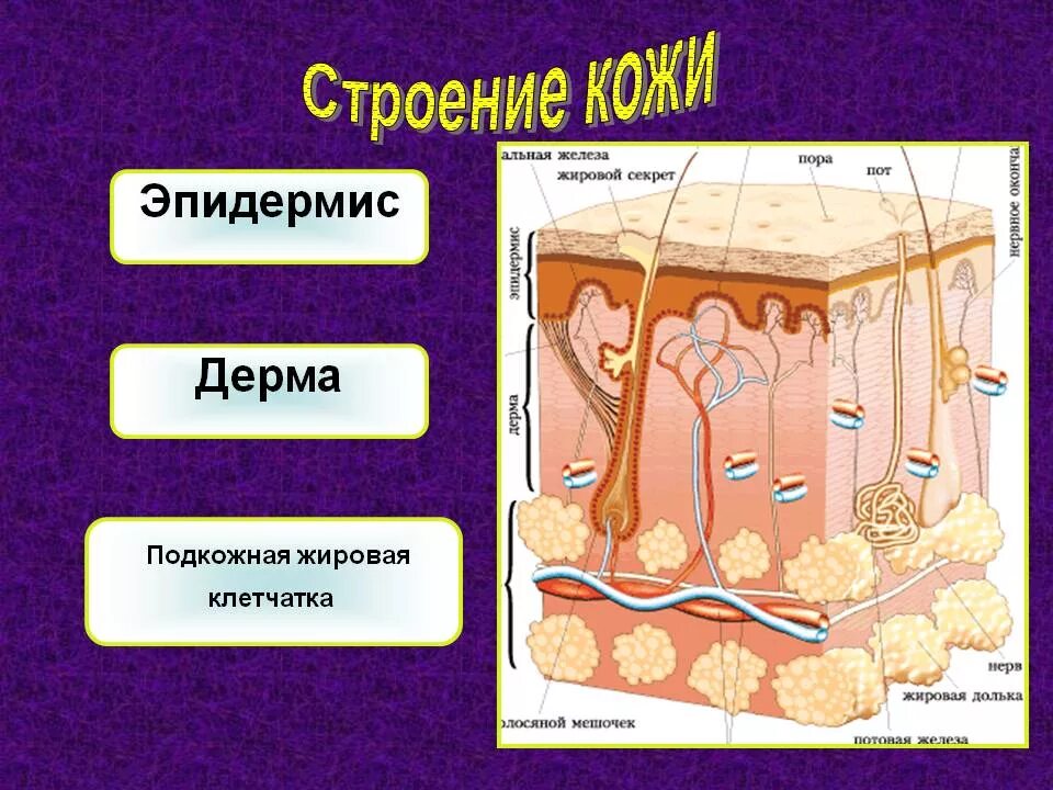 Строение кожи. Структура кожи. Строение структуры кожи. Презентация на тему кожа человека.