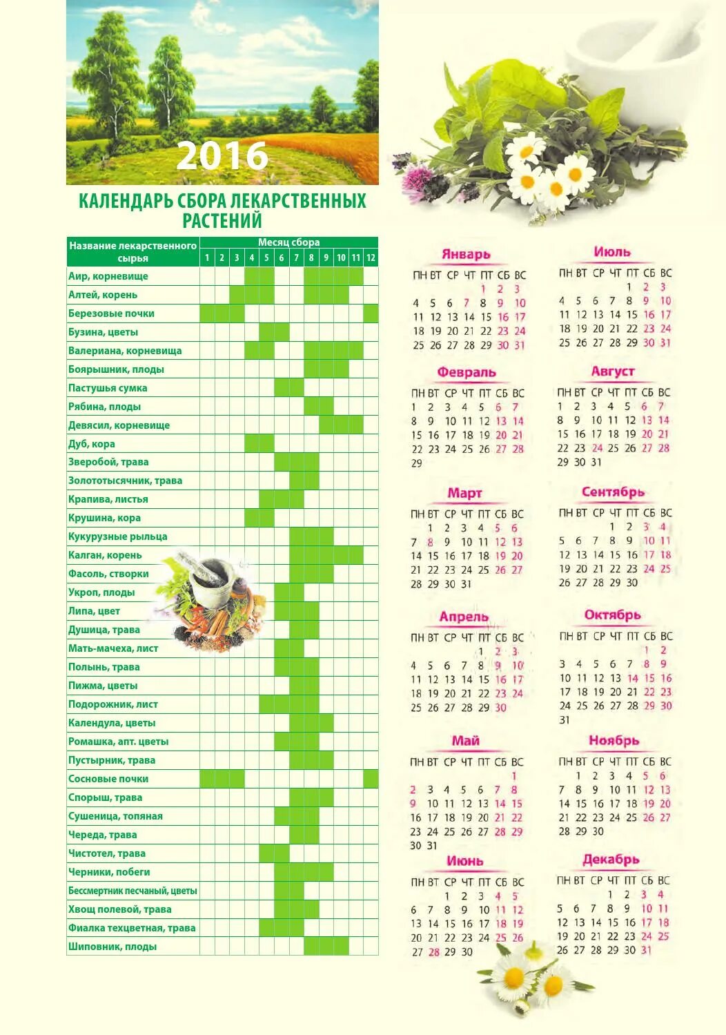 Календарь сбора трав и растений по месяцам. Таблица сбора трав по месяцам. Календарь сбора лекарственных растений по месяцам. Календарь сбора целебных трав.