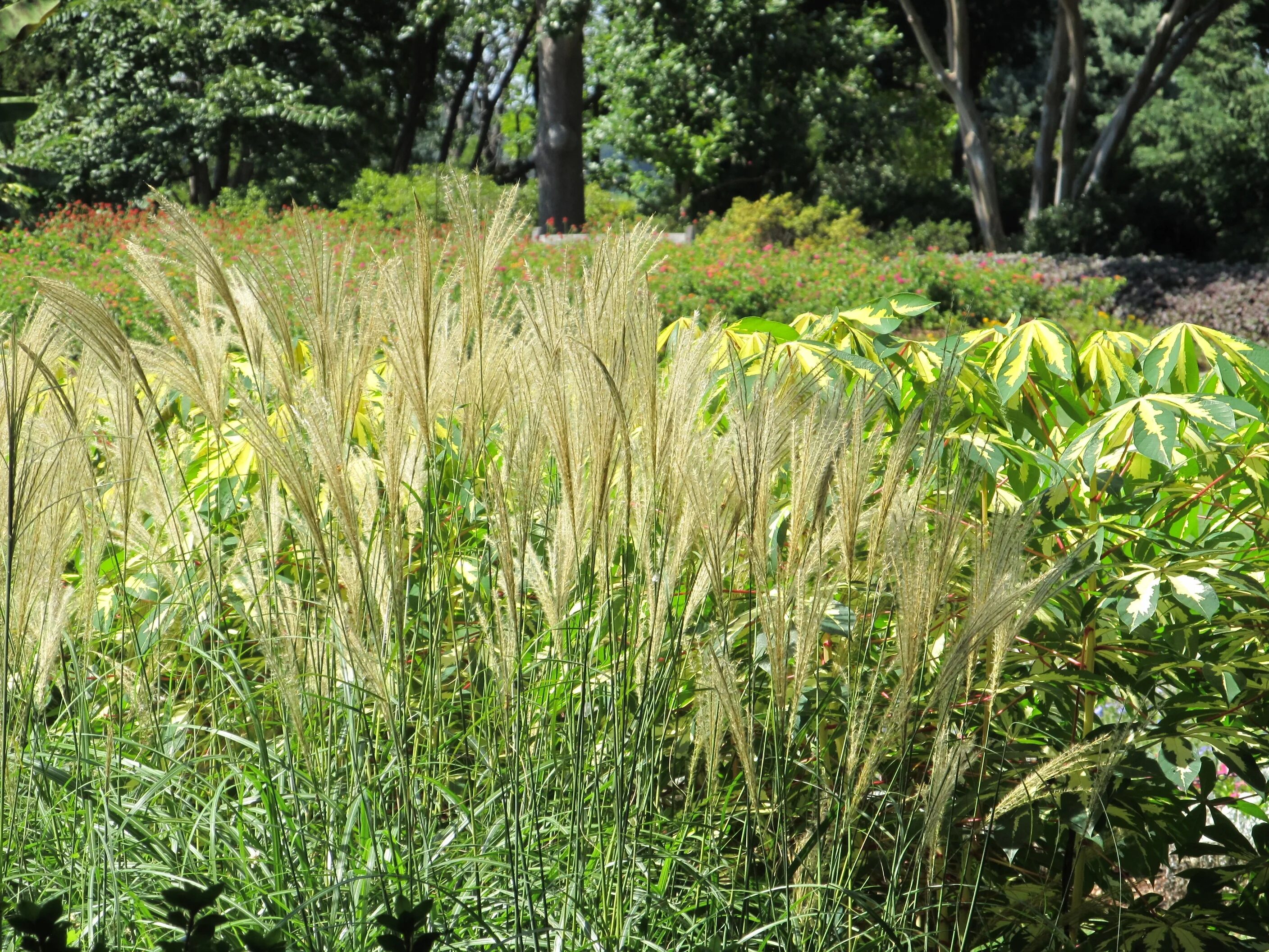 Feather Reed grass. Камыш Пампас. Pampas grass. Лисохвост тростниковый.