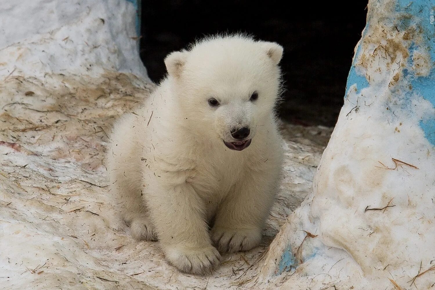 медвежонок домашний. белый медведь на севере родился. бызыккаты таймураз. бурый медведь детеныши. маленький бурый медвежонок.