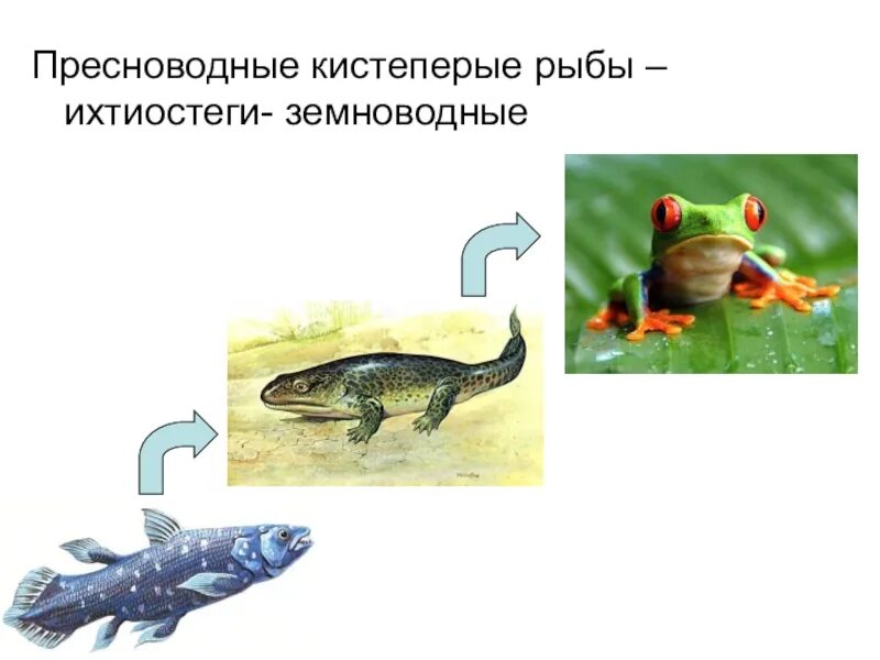 Кистеперые рыбы и земноводные. Пресноводных кистеперых рыб. Кистепёрые рыбы земноводные. Ихтиостеги кистепёрые рыбы и земноводные. У рыбы прямое или непрямое развитие