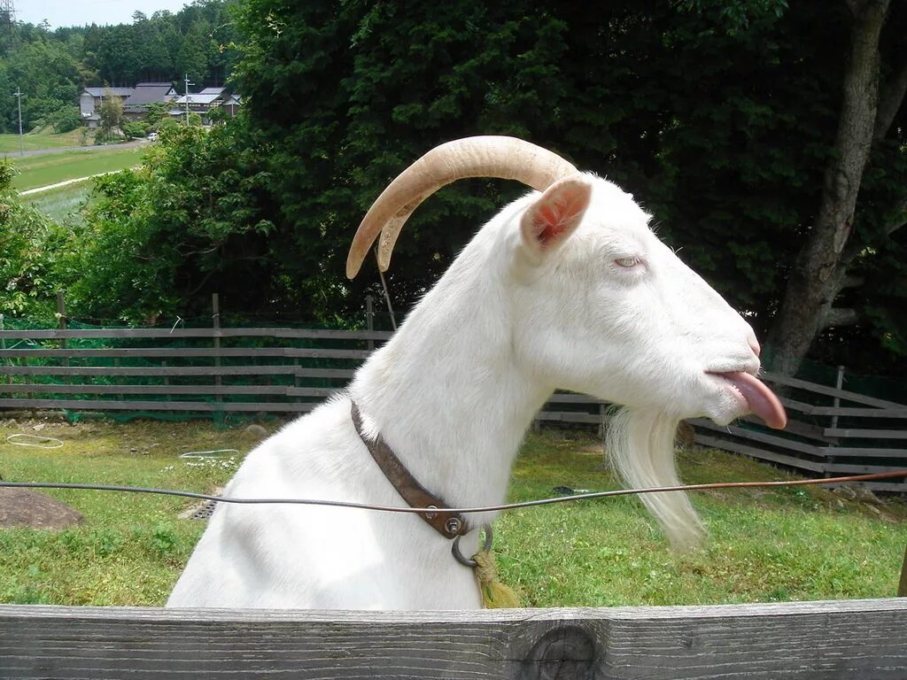 Любимый козел. Козел какой же ты козел. Козел любовь. Козёл блеать. Козел какой же ты козел.