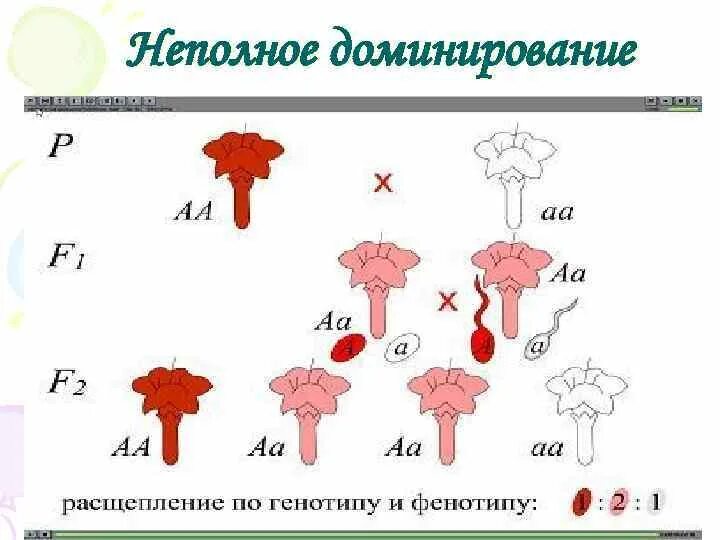 Неполное доминирование генетика. Неполное доминирование схема. Неполное доминирование примеры. Схенма нке полного домин7ировния. Принцип неполного доминирования