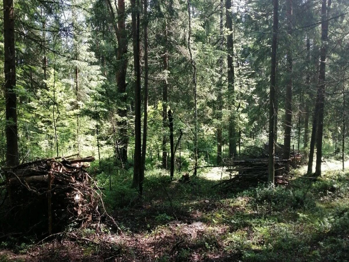 Лес мхт. Леса Подмосковья. Подмосковный лес. Леса в МО. Подмосковные леса в МО.