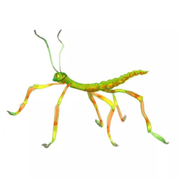 Стик баг. Walking Stick Bug. Брошь Stick insect. Golitha Stick Bug. Stick insect drawing.