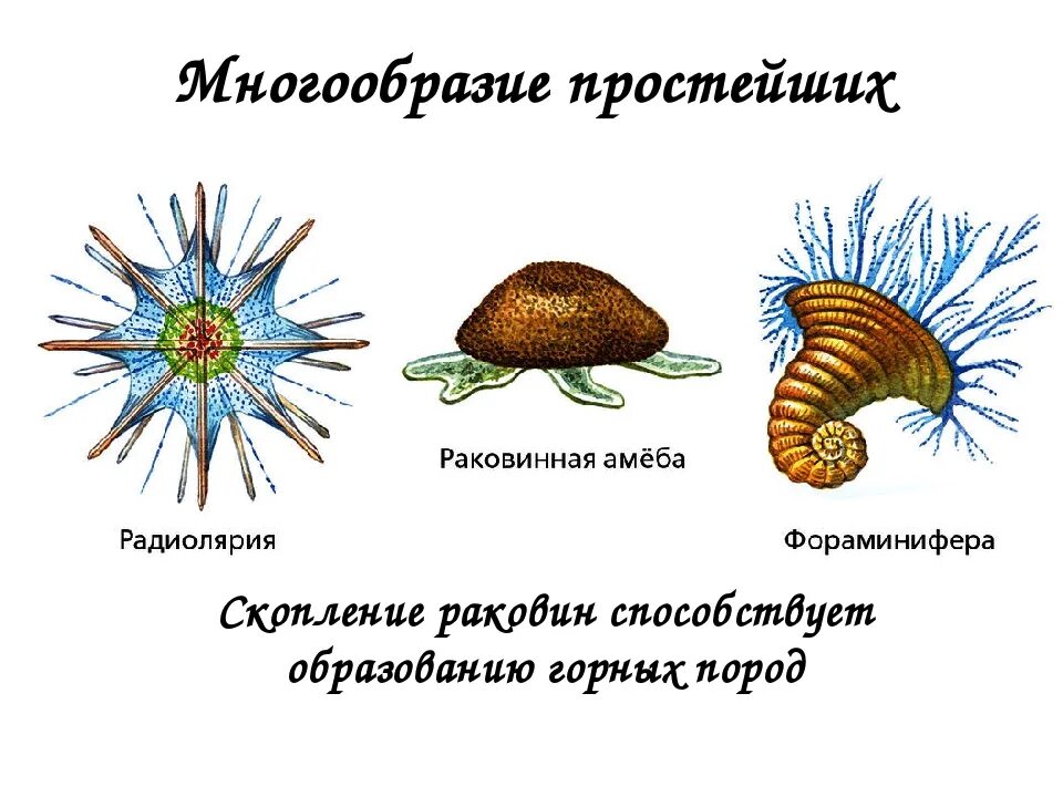 Многообразие простейших. Разнообразие животных простейшие. Многообразие простейших животных. Разнообразие одноклеточных животных простейших. Какую форму имеет простейшие