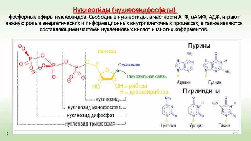 Строение пиримидиновых мононуклеотидов. Структура нуклеотидов биохимия. Строение мононуклеотидов биохимия.