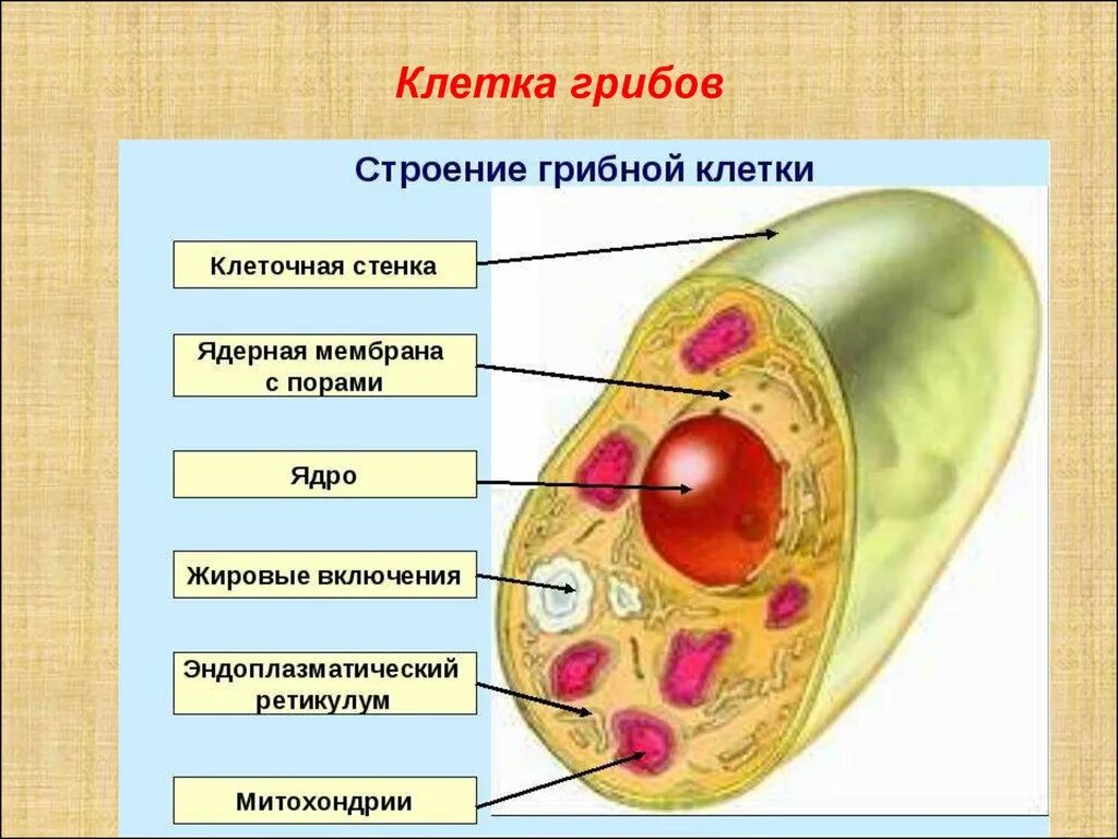 Стенка клетки гриба состоит из