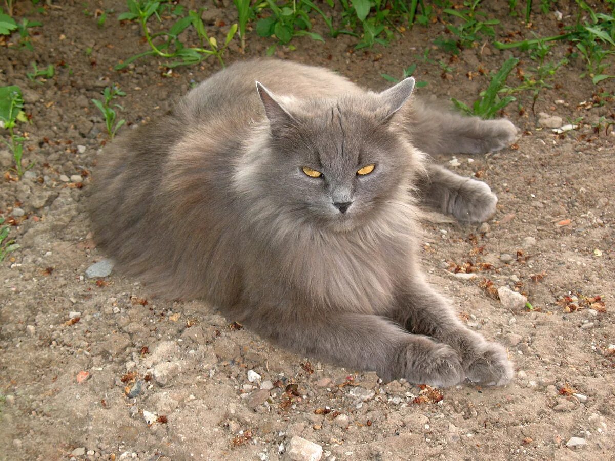 Сибирская голубая длинношерстная кошка. Сибирская кошка экстра. Сибирская дымчатая короткошерстная биколор. Порода пепельной кошки. Нибелунг (порода кошек).