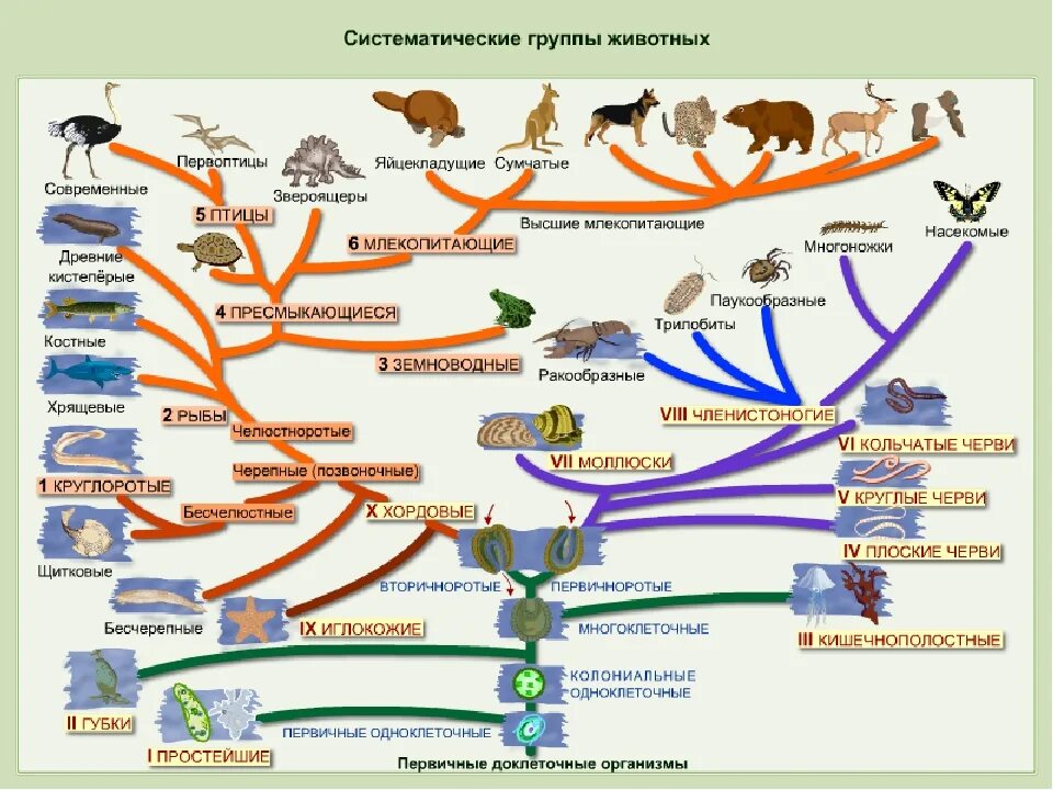 Основные группы карт. Схема эволюционного развития животных.