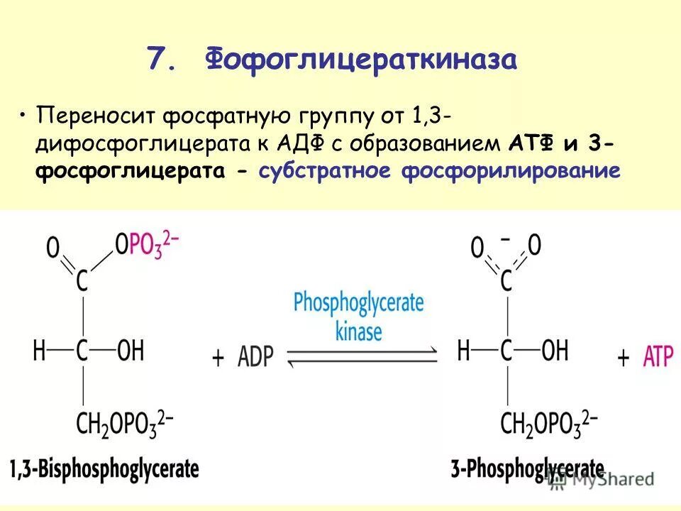 Субстратное фосфорилирование атф. 1) 1,3 –Дифосфоглицерат + АДФ → 3-фосфоглицерат + АТФ. Реакции субстратного фосфорилирования. Субстратное фосфорилирование АДФ.