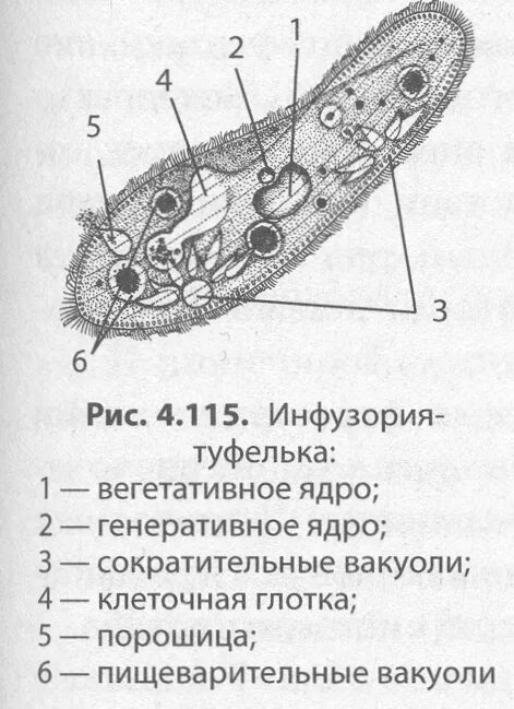 Ядерный аппарат инфузории туфельки. Строение инфузории питания. Ядро инфузории туфельки 7 класс. Строение инфузории туфельки с функциями 7 класс.