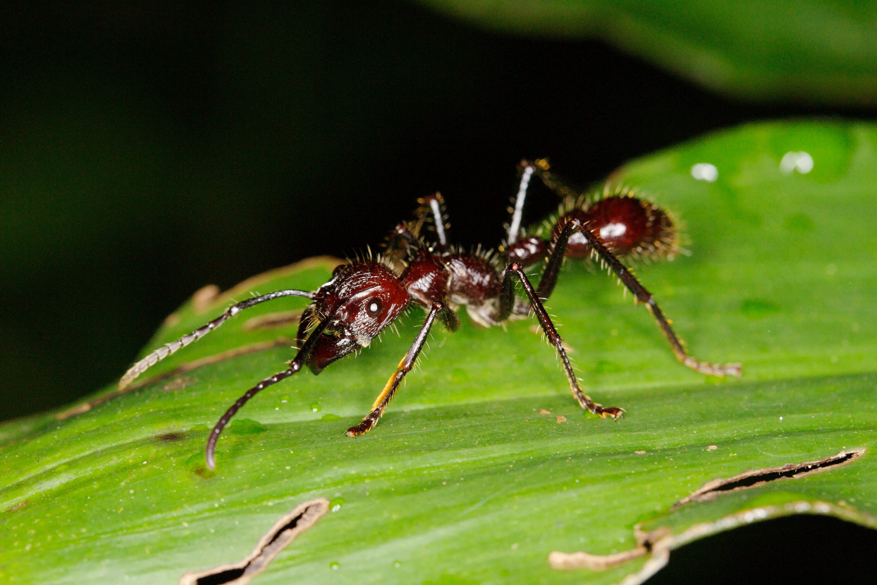 Paraponera clavata. Амазонский муравей-пуля. Paraponera clavata укус. Paraponera clavata жало.