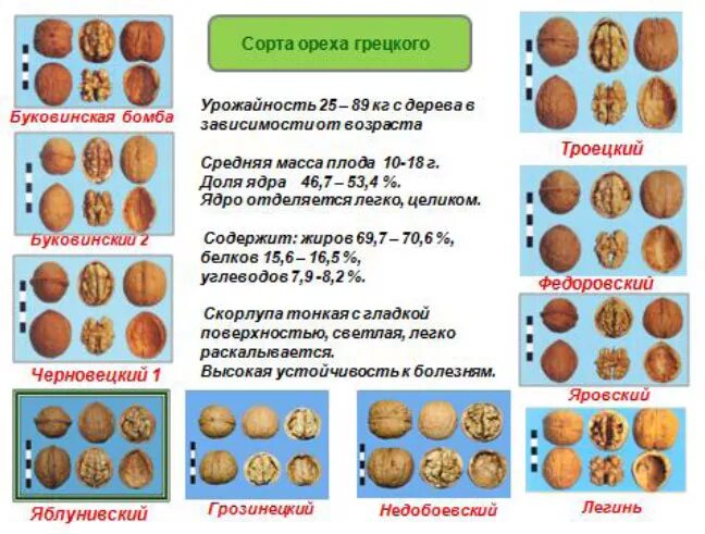 Сколько весит 1 орех. Вес кожуры грецкого ореха. Фундук урожайность. Вес ореха в грецкрм ореха таблица. Урожайность с одного дерева фундука.