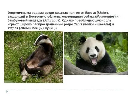 Эндемиками являются