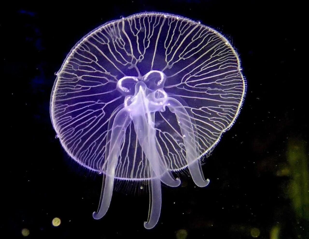Ушастая медуза (Aurelia Aurita). Медуза какая симметрия тела