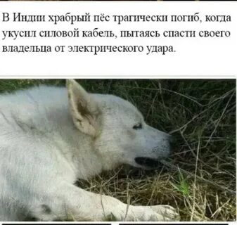 Нам до собак еще расти чтоб вровень