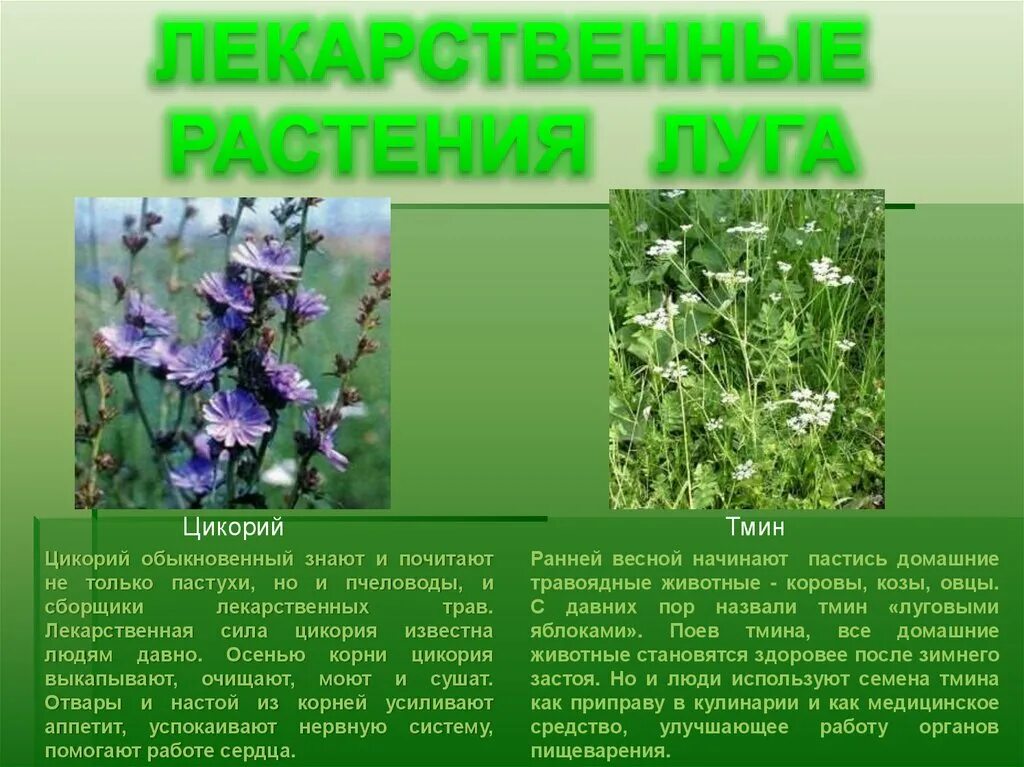Окружающий мир 2 класс сообщение о растении