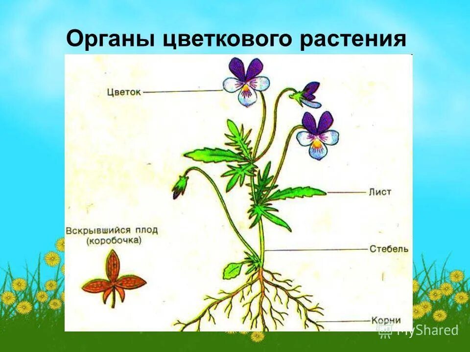 Строение цветковых рисунок. Плод фиалки трехцветной. Органы цветковых растений. Строение растения. Строение цветкового растения.