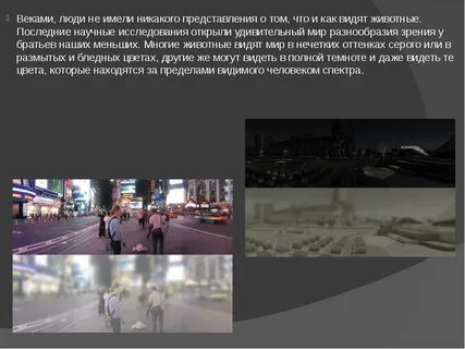 Как кошки видят людей
