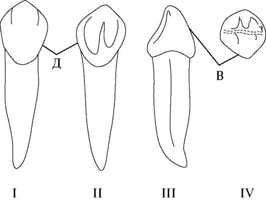 Клыки схема зубов. Молочный клык верхней челюсти. Молочный клык нижней челюсти. Клыки зубы анатомия человека.