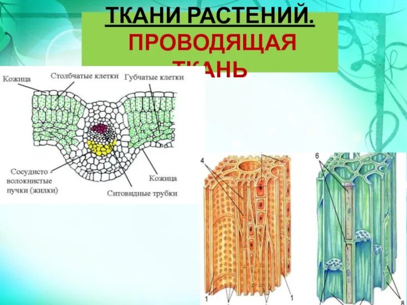 Проводящие строение и функции. Строение проводящих тканей растений. Механическая ткань растения кожица. Проводящая растительная ткань. Проводящая ткань растений.