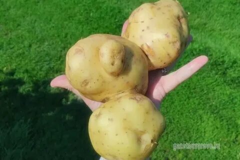 Сорт великан