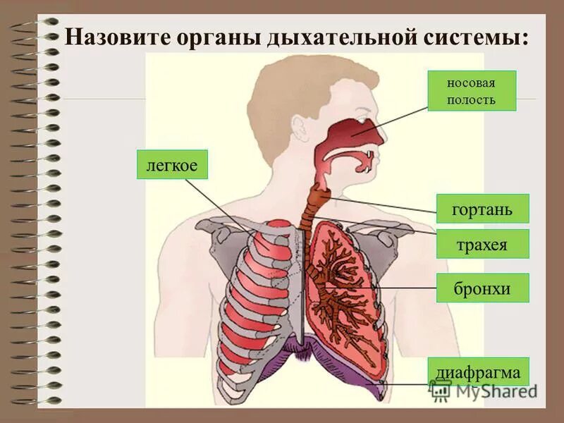 зачёт по биологии 8 класс дыхательная система. дыхание человека тест. дыхательная система человека 8 класс. соотнесите органы дыхания с их функциями. дыхательная система человека схема 8 класс.