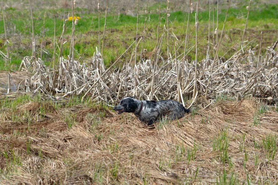 дичи растение