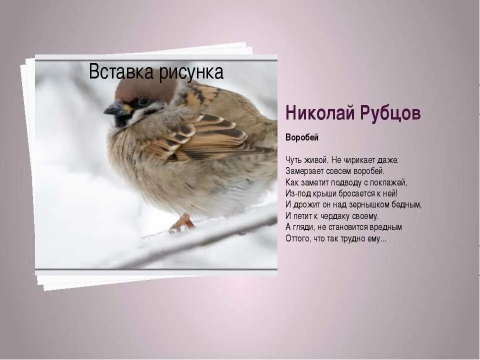 Сегодня у окошка чирикнул воробей песня. Н рубцов Воробей. Стихотворение Воробей н Рубцова.