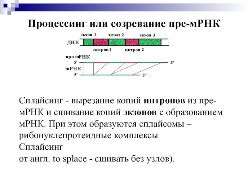 Созревание матричной РНК. Процессинг пре РНК. Процессинг и сплайсинг РНК. Процессинг МРНК схема.
