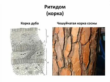 Покровная ткань ствола