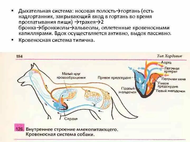 Дыхательная система собаки. Внутреннее строение млекопитающего кровеносная система собаки. Дыхательная система млекопитающих. Схема строения дыхательной системы млекопитающих. Дыхательная система млекопитающих 7 класс.