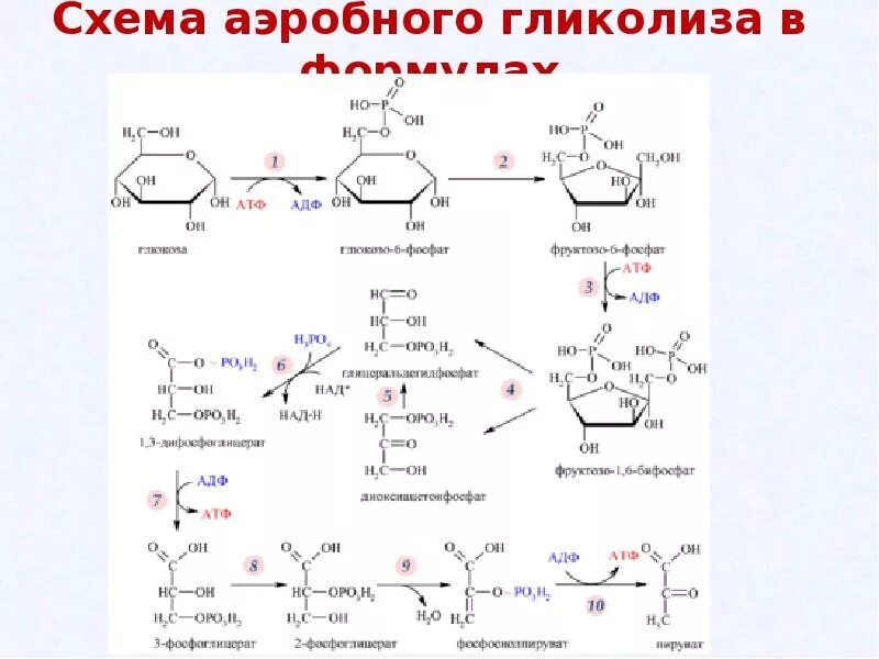 В гликолизе синтезируется атф. Схема реакции аэробного гликолиза Глюкозы. Аэробный гликолиз схема. Аэробный распад Глюкозы биохимия реакции. Аэробный гликолиз Глюкозы.