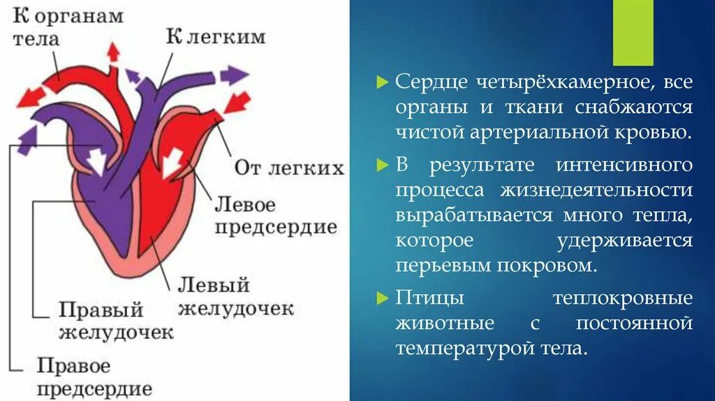 Какая кровь в сердце у млекопитающих. Строение 4 камерного сердца. Четырехкамерное сердце схема. Сердце человека четырехкамерное строение. Строение сердца птиц.