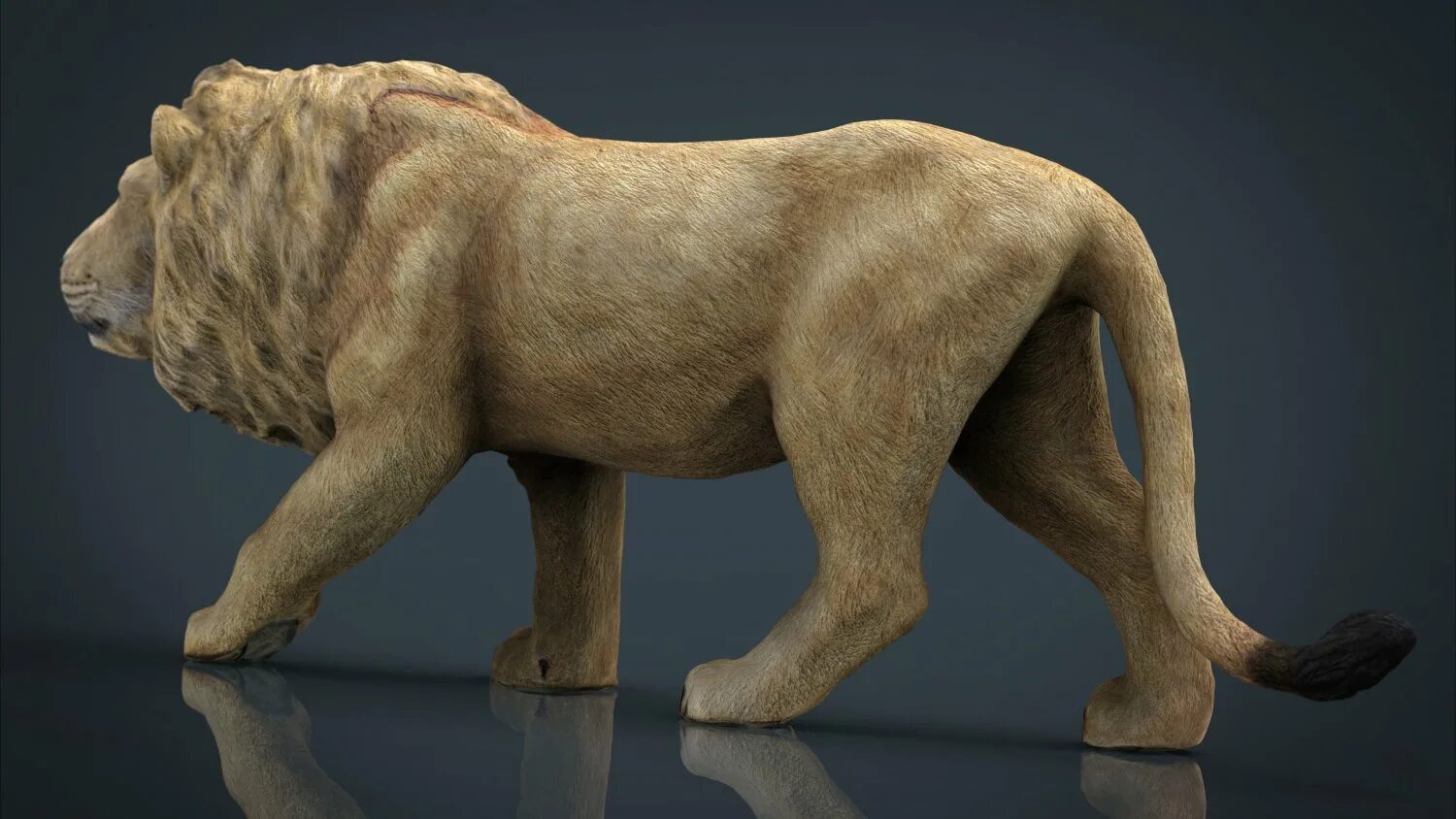 Лев 3д модель. Лев 3d. лев 3d модель. 3 льва.