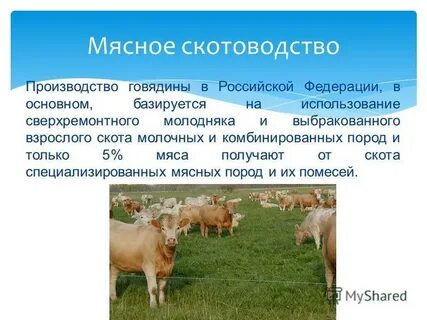 Направления скотоводства 3 класс