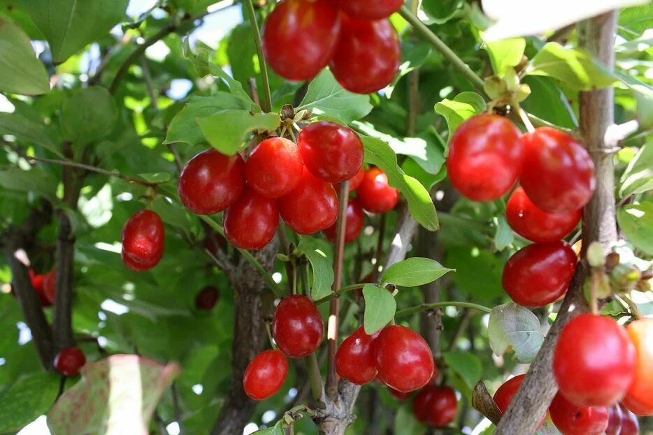 Кизил светлячок. Кизил обыкновенный Юлиуш. Кизил Cornus mas. Кизил Джолико. Cornelian Cherry.