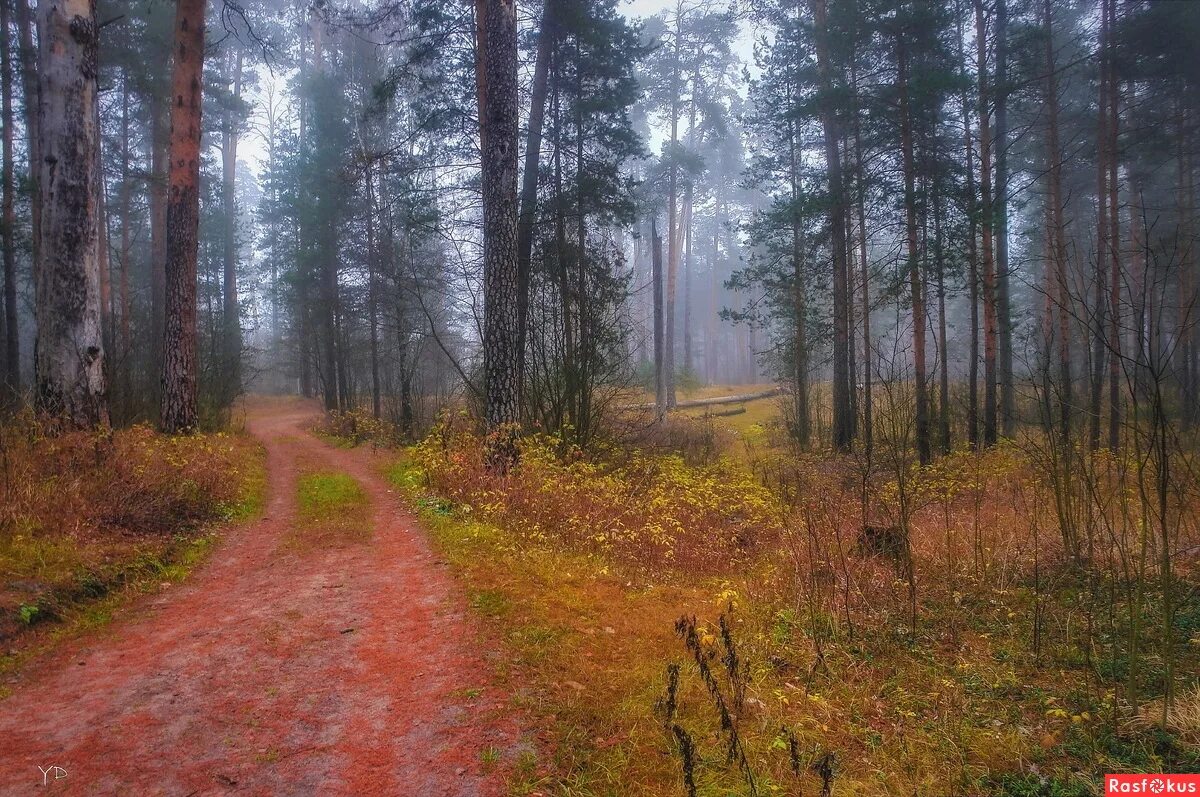 фотосайт расфокус пейзажи природы. расфокус фотосайт пейзаж. расфокус видео. дождливая осень картинки. стиль фото расфокус.