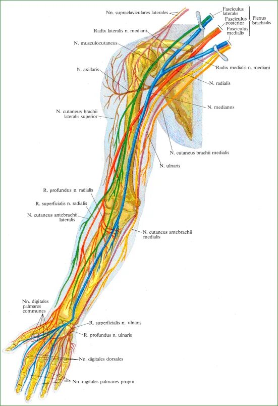 Локтевой нерв анатомия иннервация. Нервы плечевого сплетения анатомия. Срединный нерв анатомия схема. Плечевое сплетение нервы свободной верхней конечности анатомия.