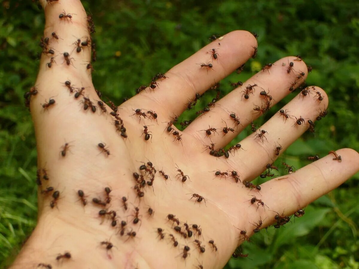 Solenopsis invicta. Черные муравьи кусаются. Красный муравей бульдог. Красный огненный муравей укус. Черные муравьи кусаются.