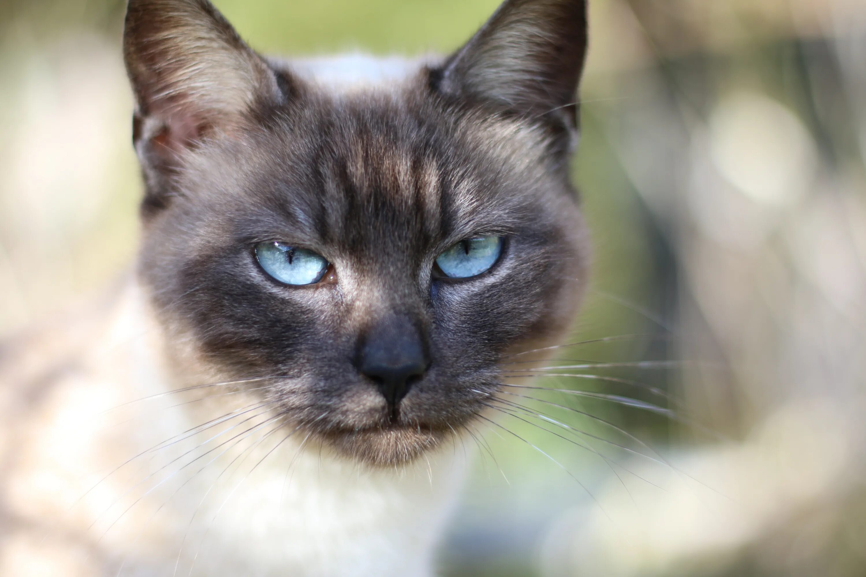 Породы котов с голубыми глазами. Сиамская порода кошек. Сиамская голубая кошка. Старотипная Сиамская. Сиамская кошка гетерохромия.