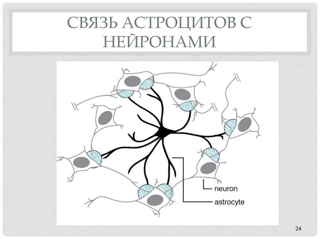 Астроциты. Астроциты и Нейроны. Астроцит и Нейрон. Астроциты и Нейроны отличия. Астроцит клиника