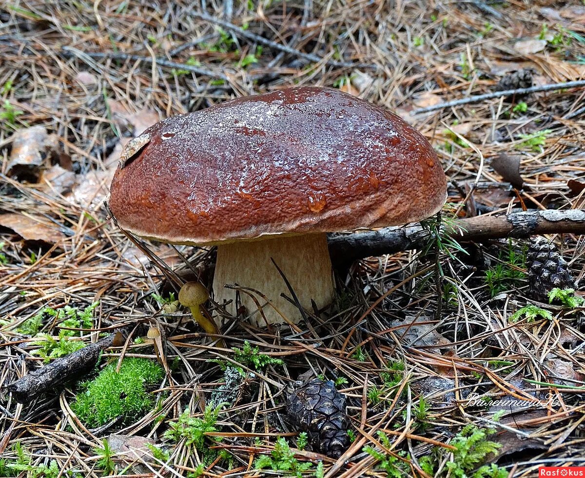 северные грибы хмао. гриб боровик сибирская. какие грибы в западной. подберезовик обыкновенный (leccinum scabrum). съедобные грибы восточной сибири.