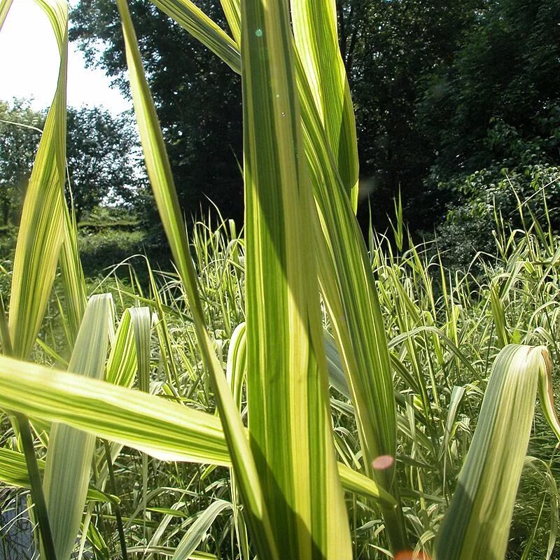 Тростник южный. Тростник австралийский phragmites Australis. Тростник Южный phragmites Australis. Тростник Южный (phragmítes Austrális). Тростник Южный variegatus.