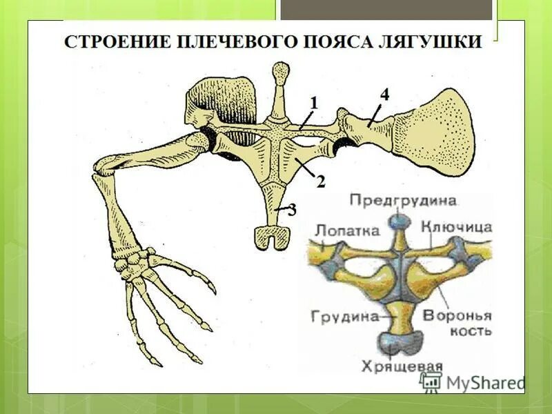 Скелет передних конечностей лягушки. Скелет лягушки вороньи кости. Скелет пояса верхних конечностей у лягушки. Скелет лягушки плечевой пояс. Кости пояса передних конечностей у лягушки.