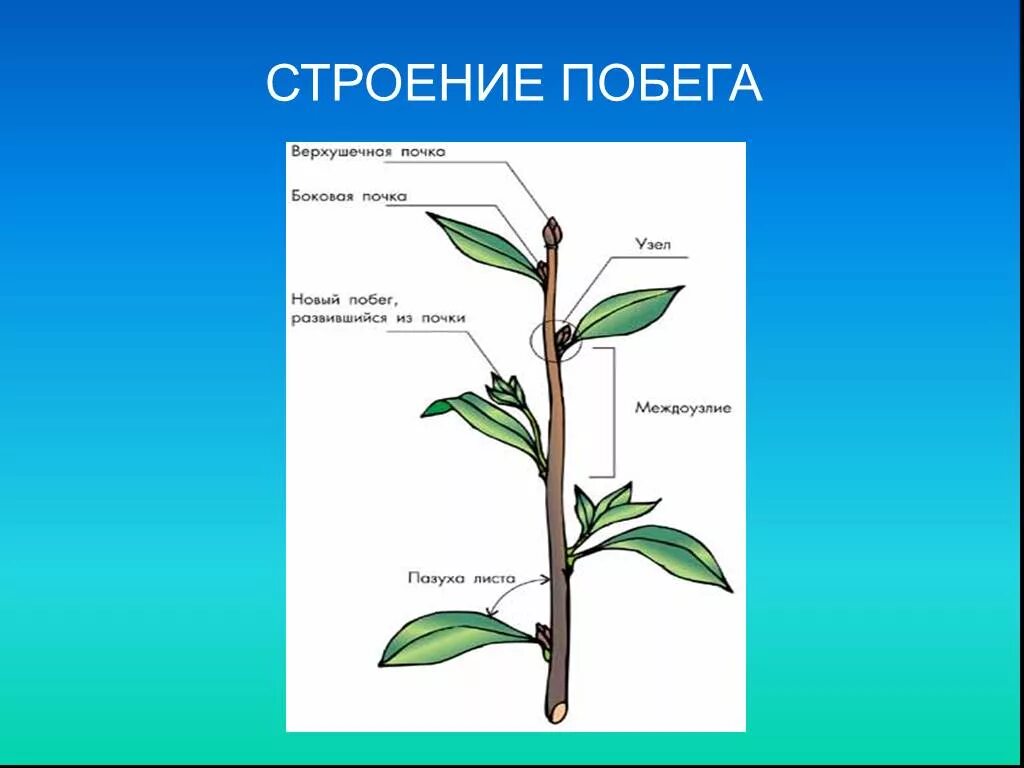 Строение молодого побега. Схема строения побега. Строение побега биология. Стебель ПАЗУШНАЯ почка.