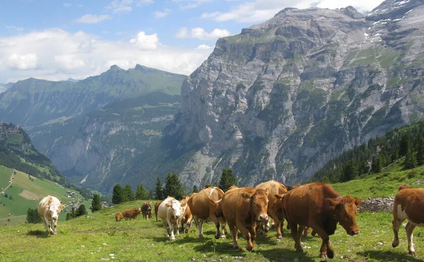 Животноводство северной осетии. Северная осетия алания хозяйство. Сельское хозяйство северной осетии. Хозяйство северной осетии. Альпийские луга северной осетии.
