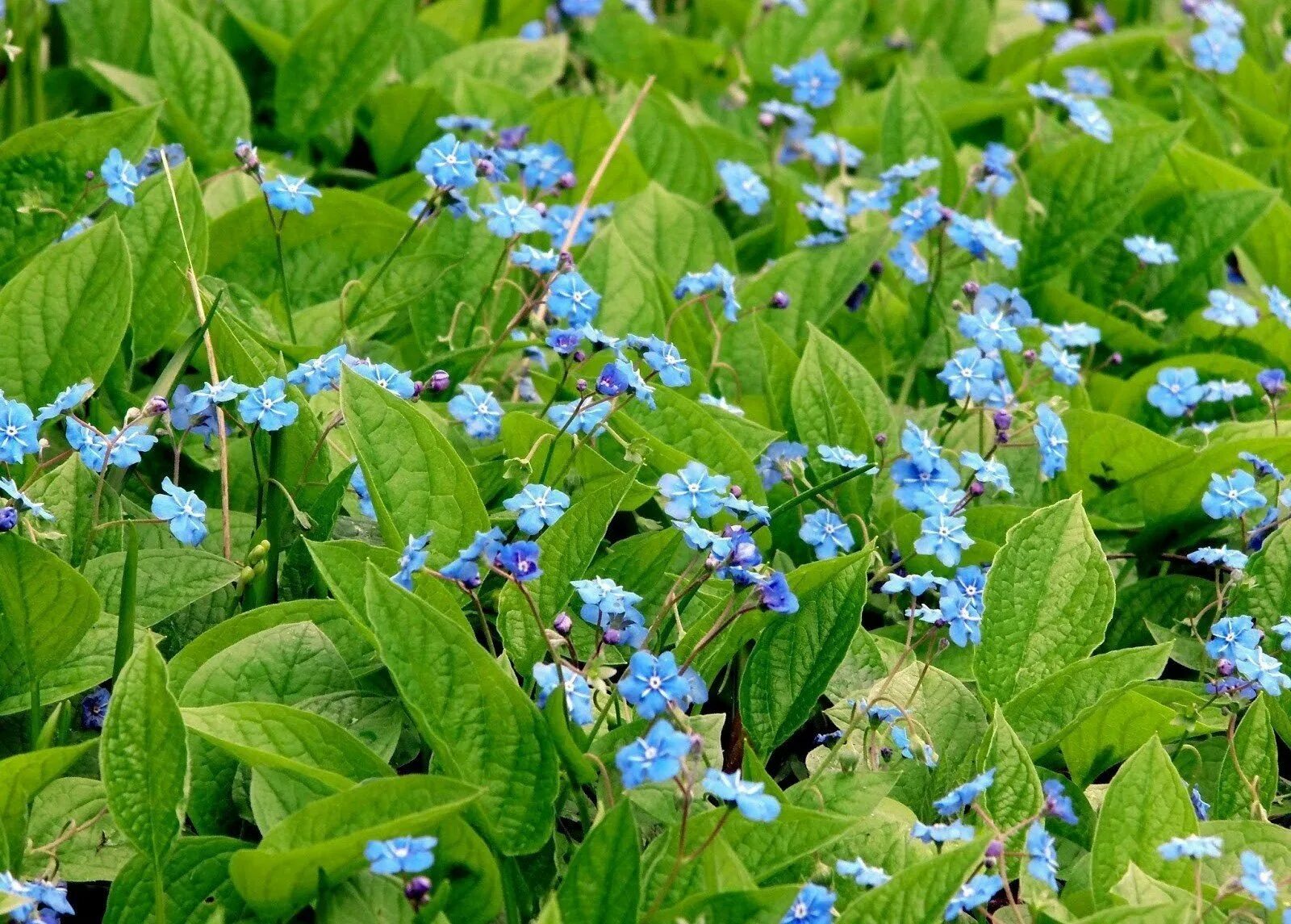 Myosotis ramosissima. Голубые сорняки. Голубые сорняки. Голубые сорняки. Сорняк с мелкими синими цветочками.